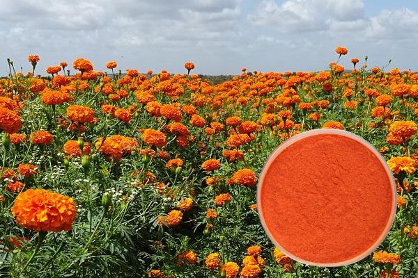 Marigold Lutein