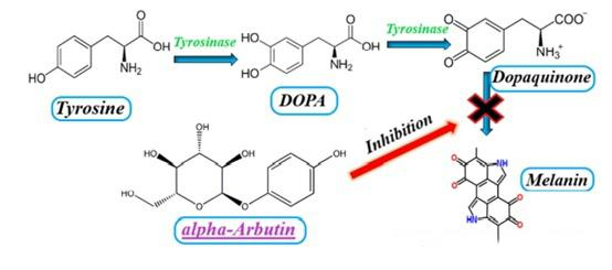 Arbutin -- Mechanism of action