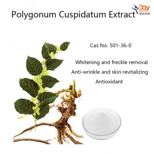 Polygonum Cuspidatum Root Extract Resveratrol Powder for B2B