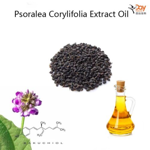 Psoralea Corylifolia Extract Oil