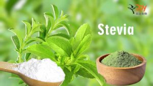 Stevia sugar