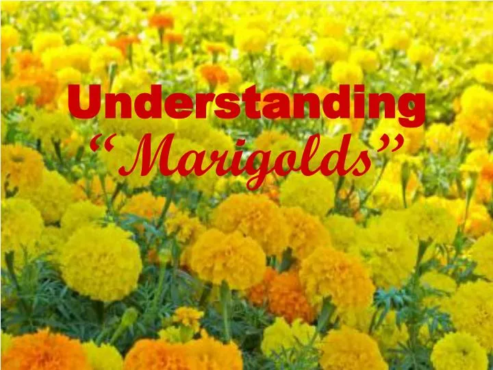 understanding marigolds